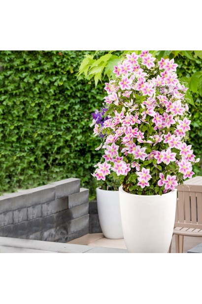 Саджанці Клематиса Піілу